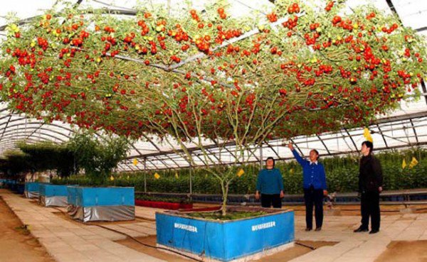 Cây[-]cà[-]chua[-]"bạch[-]tuộc”[-]sai[-]quả[-]nhất[-]thế[-]giới